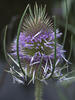 Sample image from gallery
